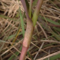 Cyanotis pilosa Schult. & Schult.f.